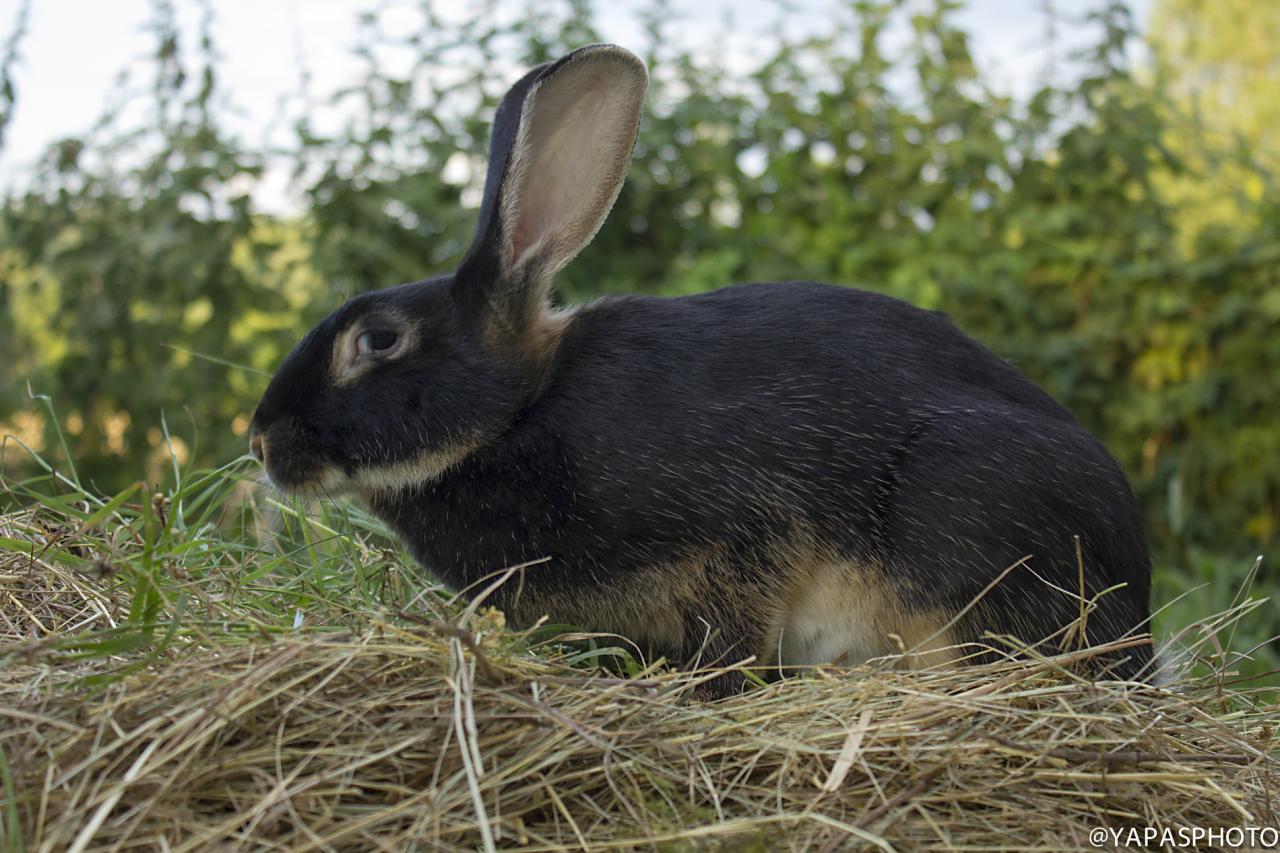 lapin chèvre (chez Evelyne Tézier)