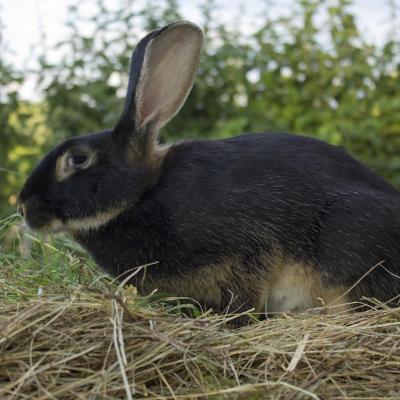 lapin chèvre (chez Evelyne Tézier)