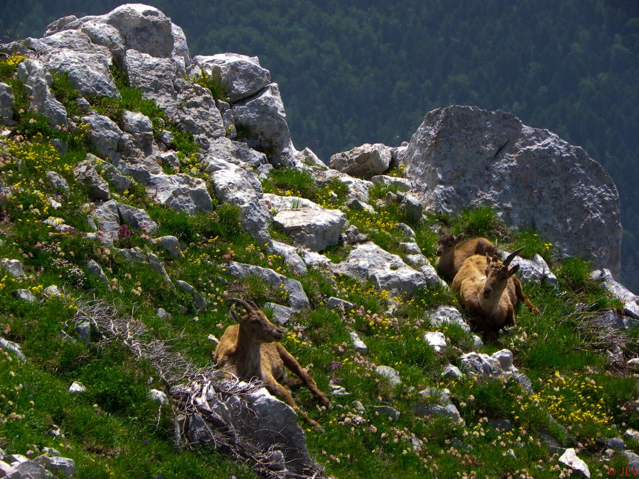 le bonheur est dans le pré