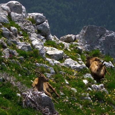 le bonheur est dans le pré