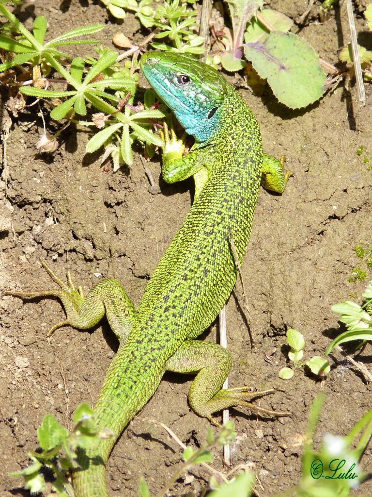 Lézard vert au soleil