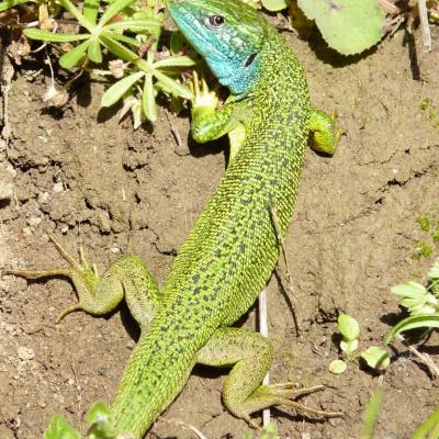 Lézard vert au soleil