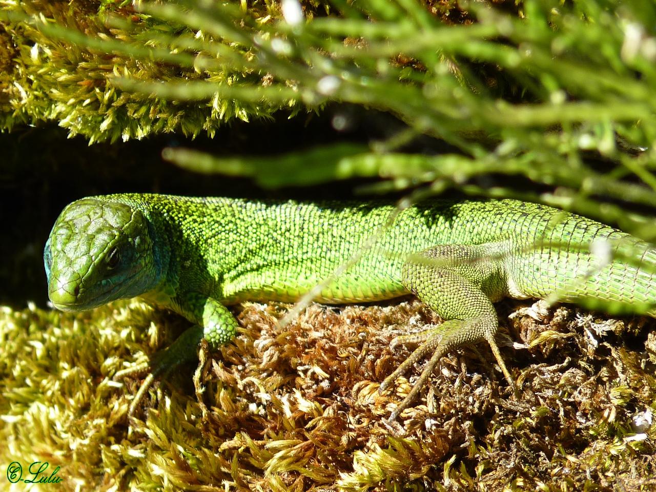 Lézard vert