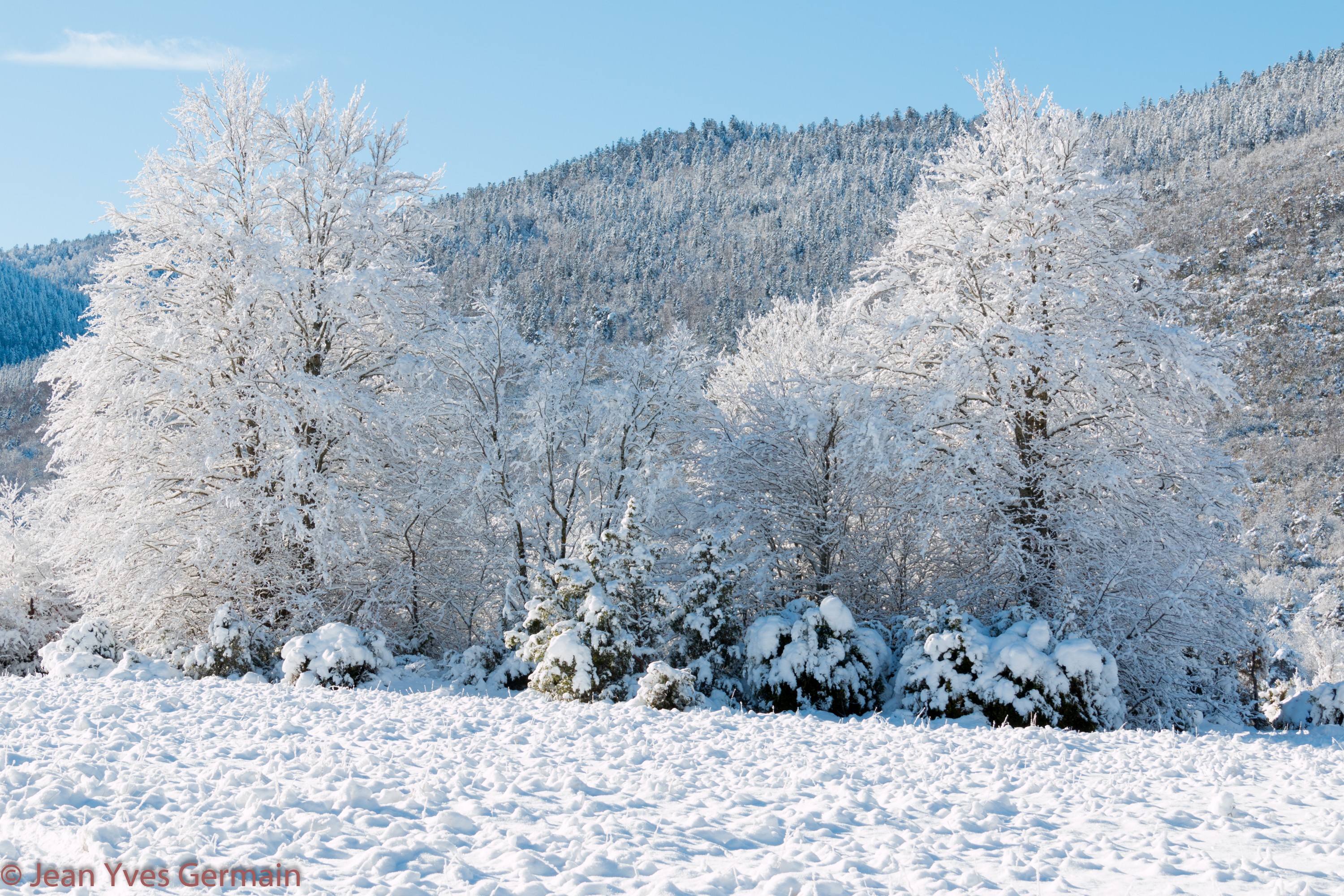 Loscence arbres enneiges