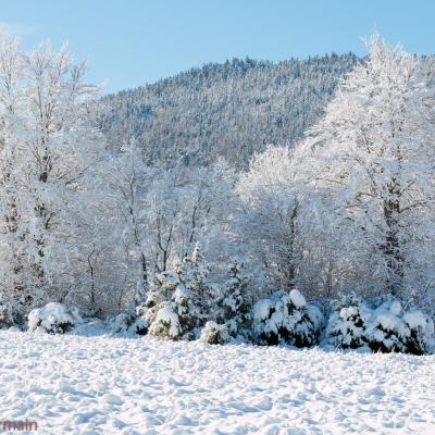 Loscence arbres enneiges