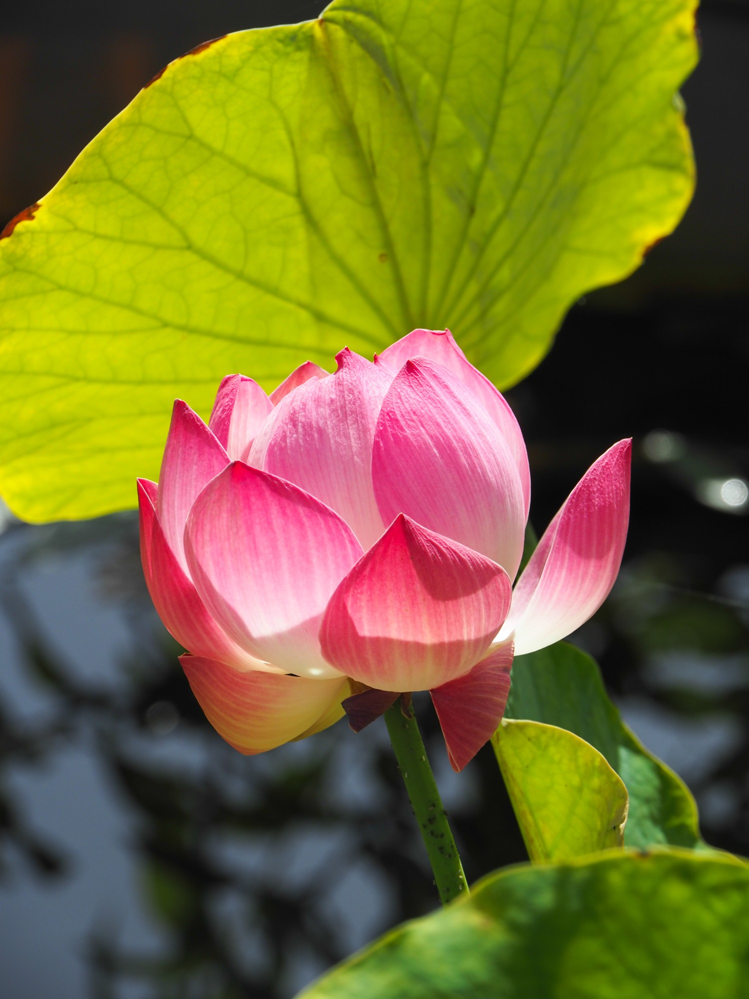 Lotus du bassin