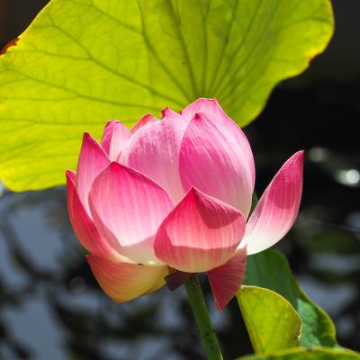 Lotus du bassin