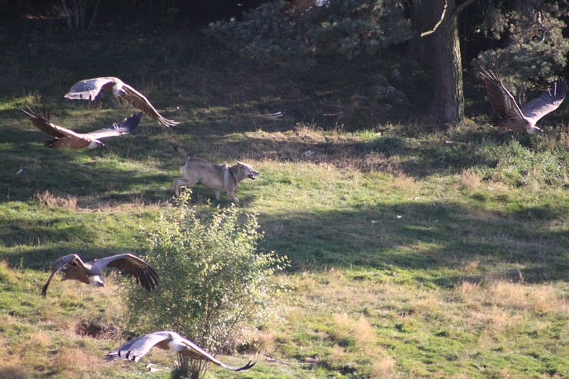 Loup et vautours