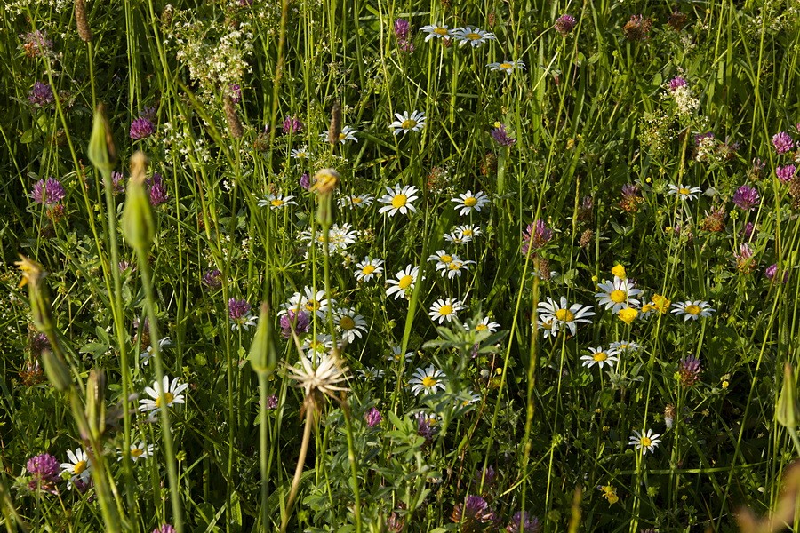 Marguerites3 redimensionner 1
