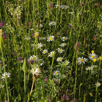 Marguerites3 redimensionner 1