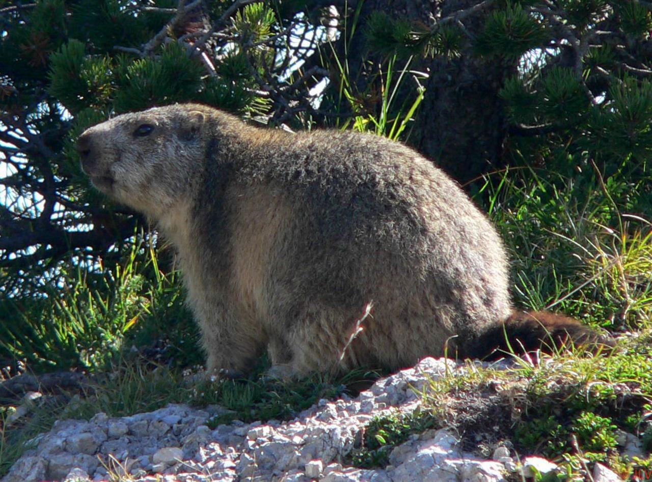 Marmotte à Peyre Rouge