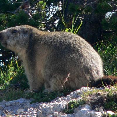 Marmotte à Peyre Rouge