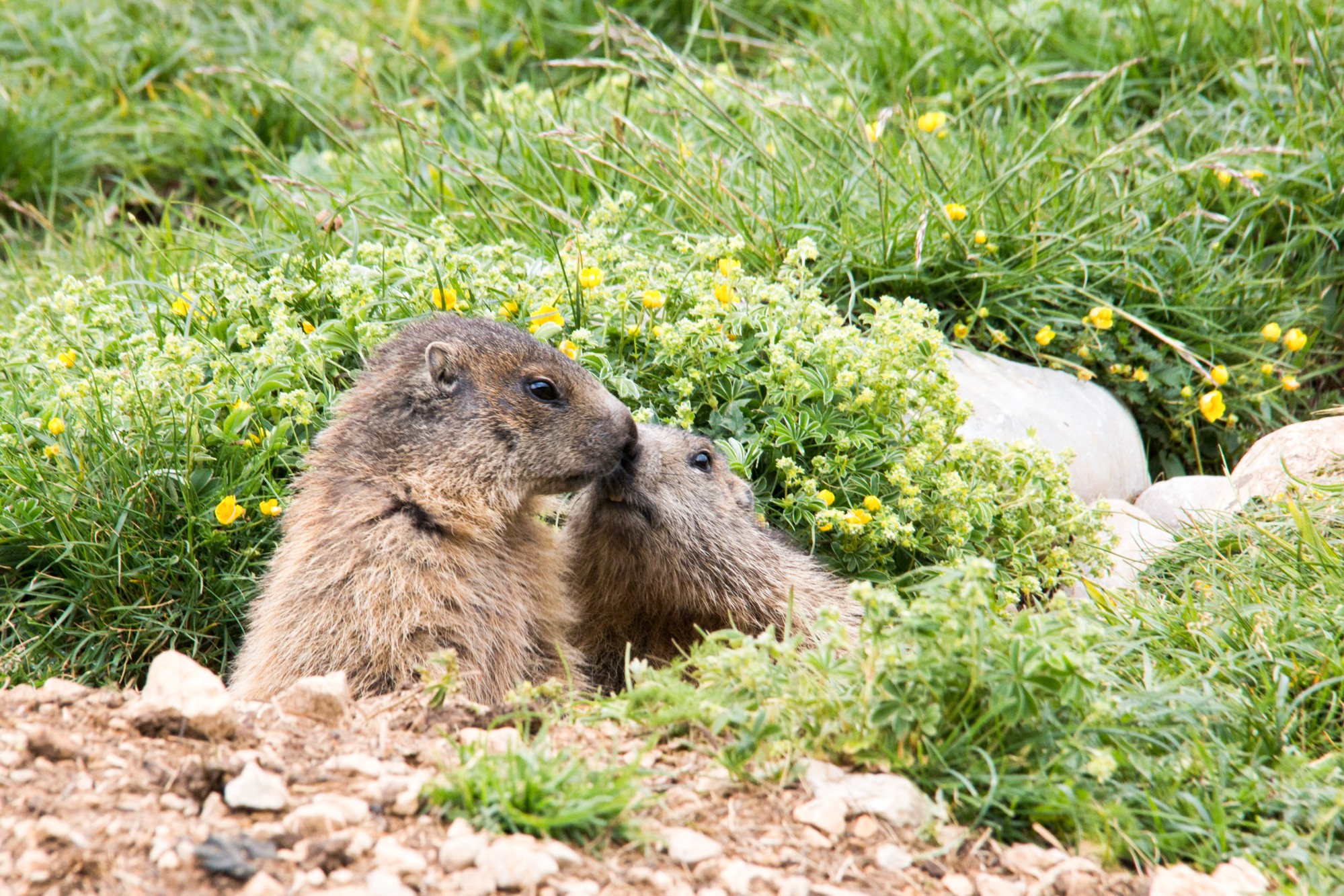 Marmottes au pas de chatons