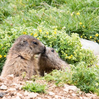 Marmottes au pas de chatons