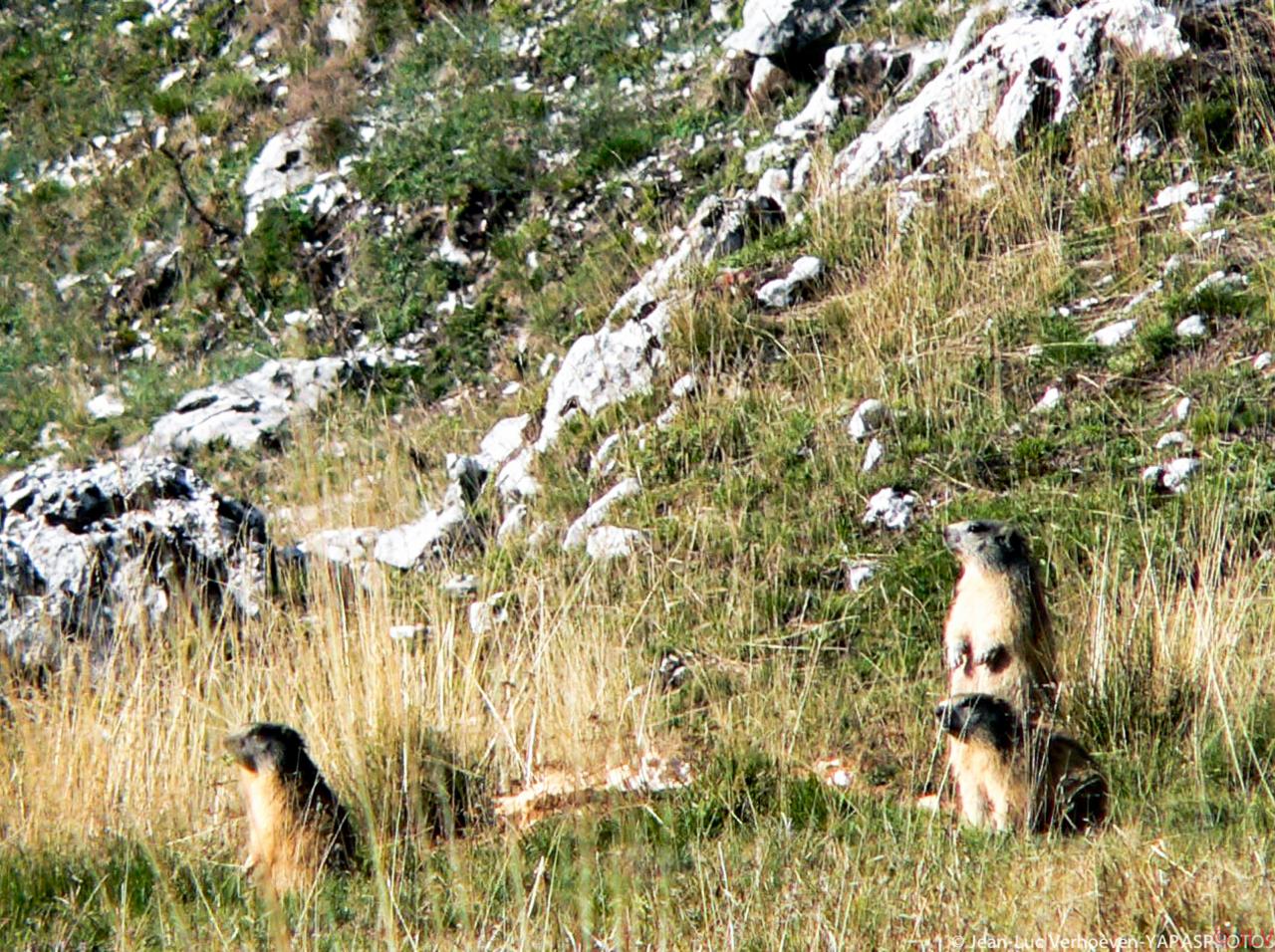Marmottes dans la clairière de Derbounouze