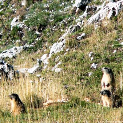 Marmottes dans la clairière de Derbounouze