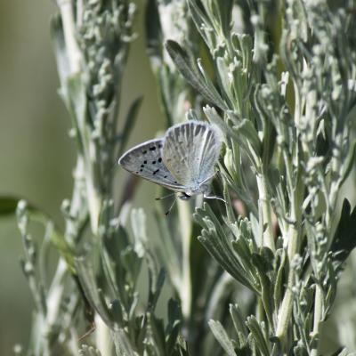 AZURE du SERPOLET ( ?)