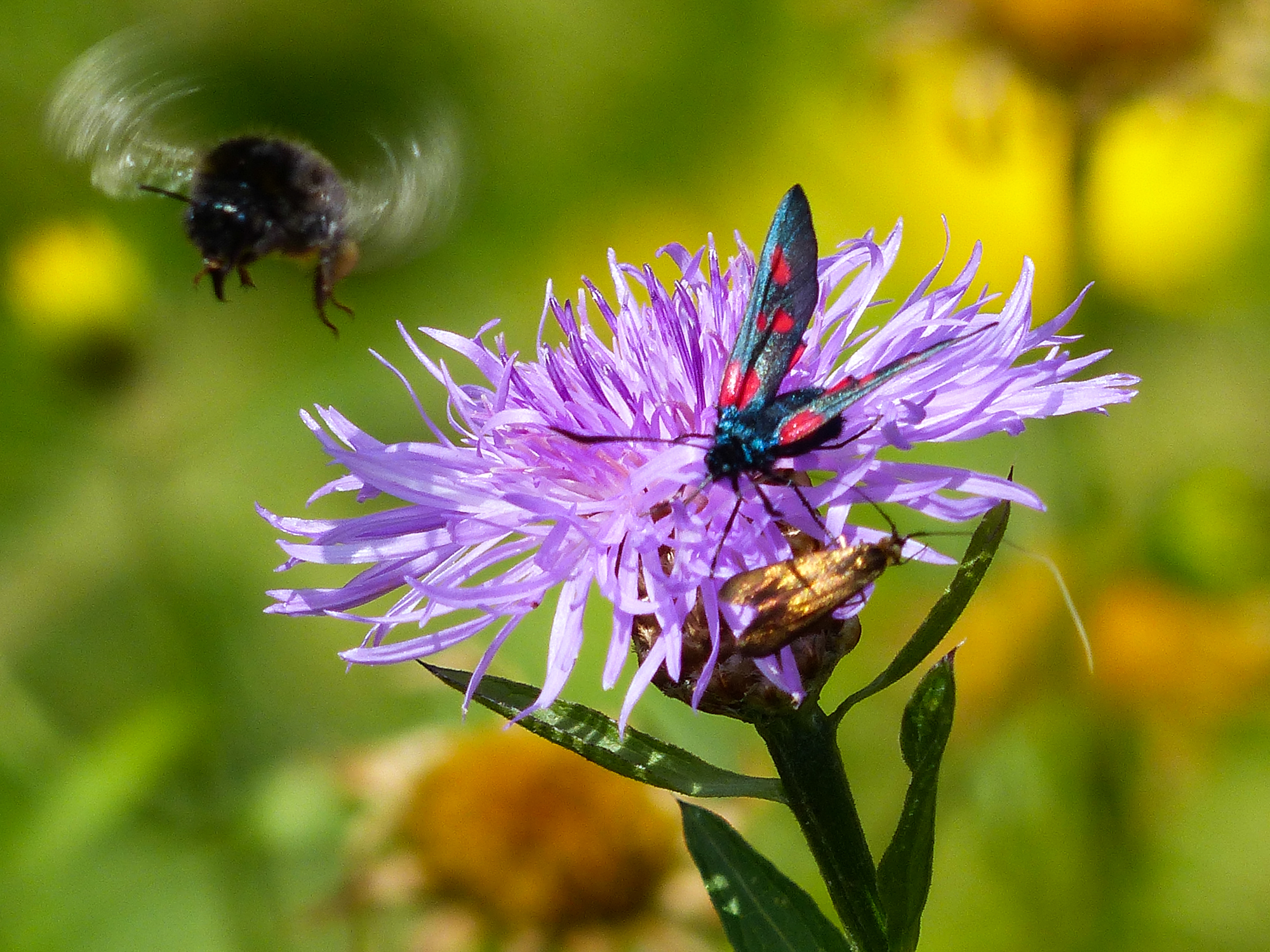 BOURDON , ZYGENE sur scabieuse