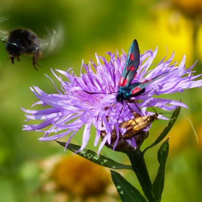 BOURDON , ZYGENE sur scabieuse