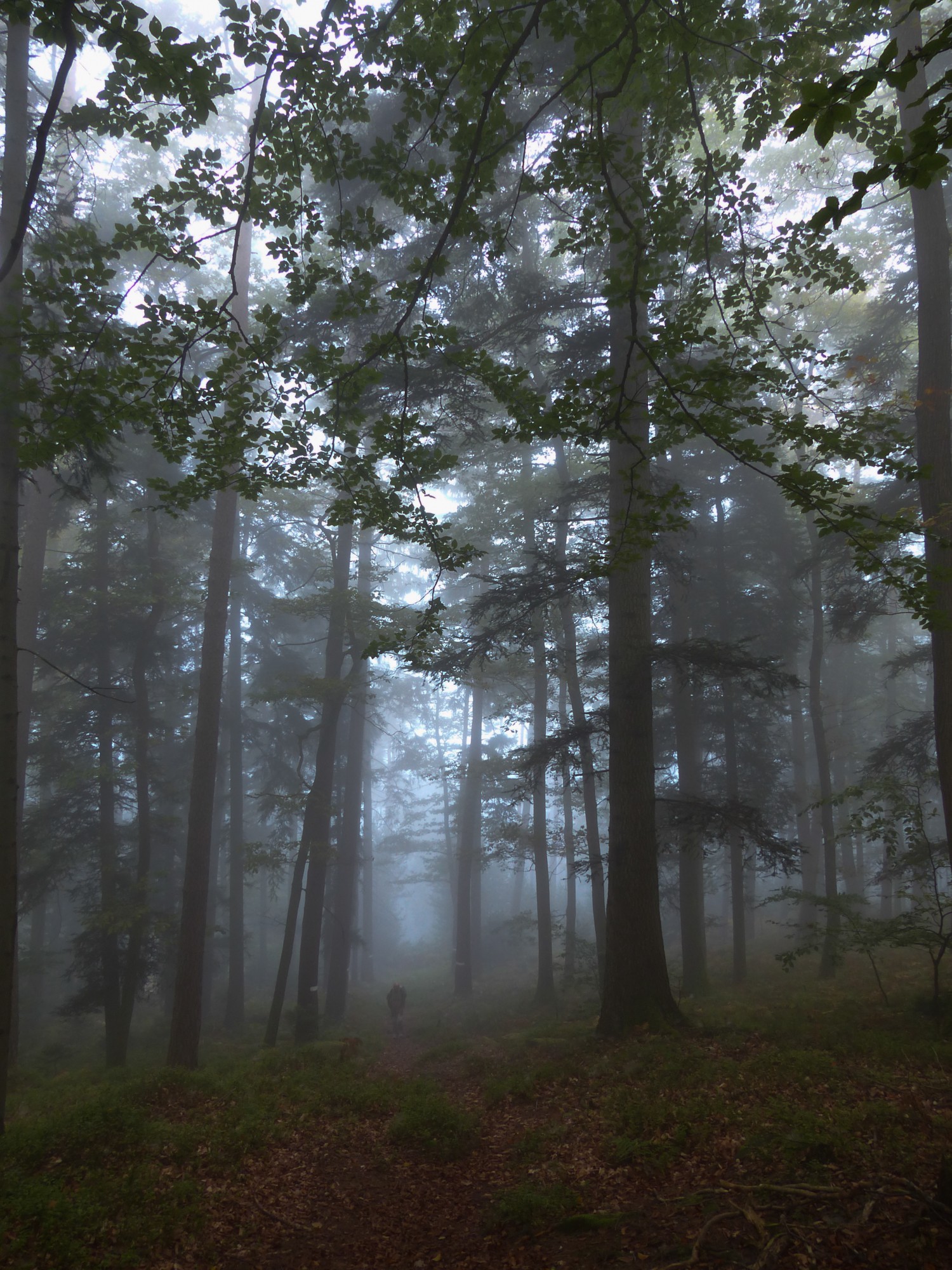 brume matinale forêt domaniale de saverne