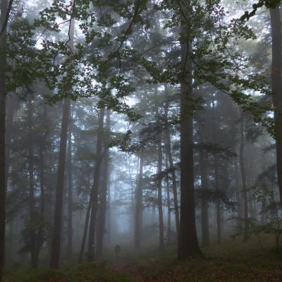 brume matinale forêt domaniale de saverne