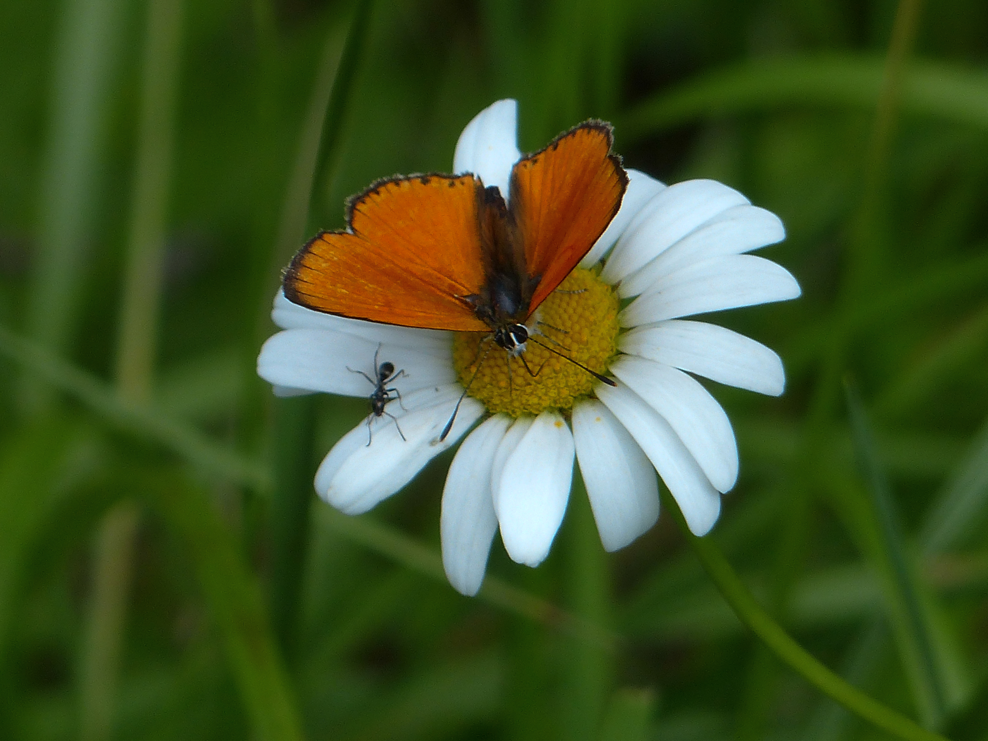 CUIVRE ECARLATE ou  ARGUS SATINE ( ?) sur MARGUERITE