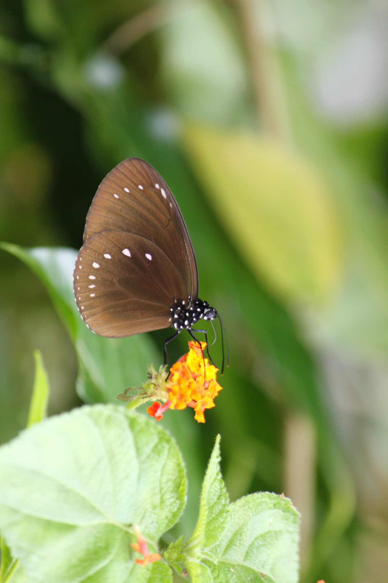 HYPOLIMNAS BOLINA sur  LANTANA ( Nouvelle-Calédonie)