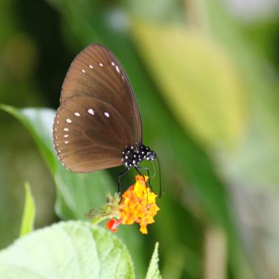 HYPOLIMNAS BOLINA sur  LANTANA ( Nouvelle-Calédonie)