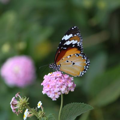 MONARQUE sur LANTANA (Australie)