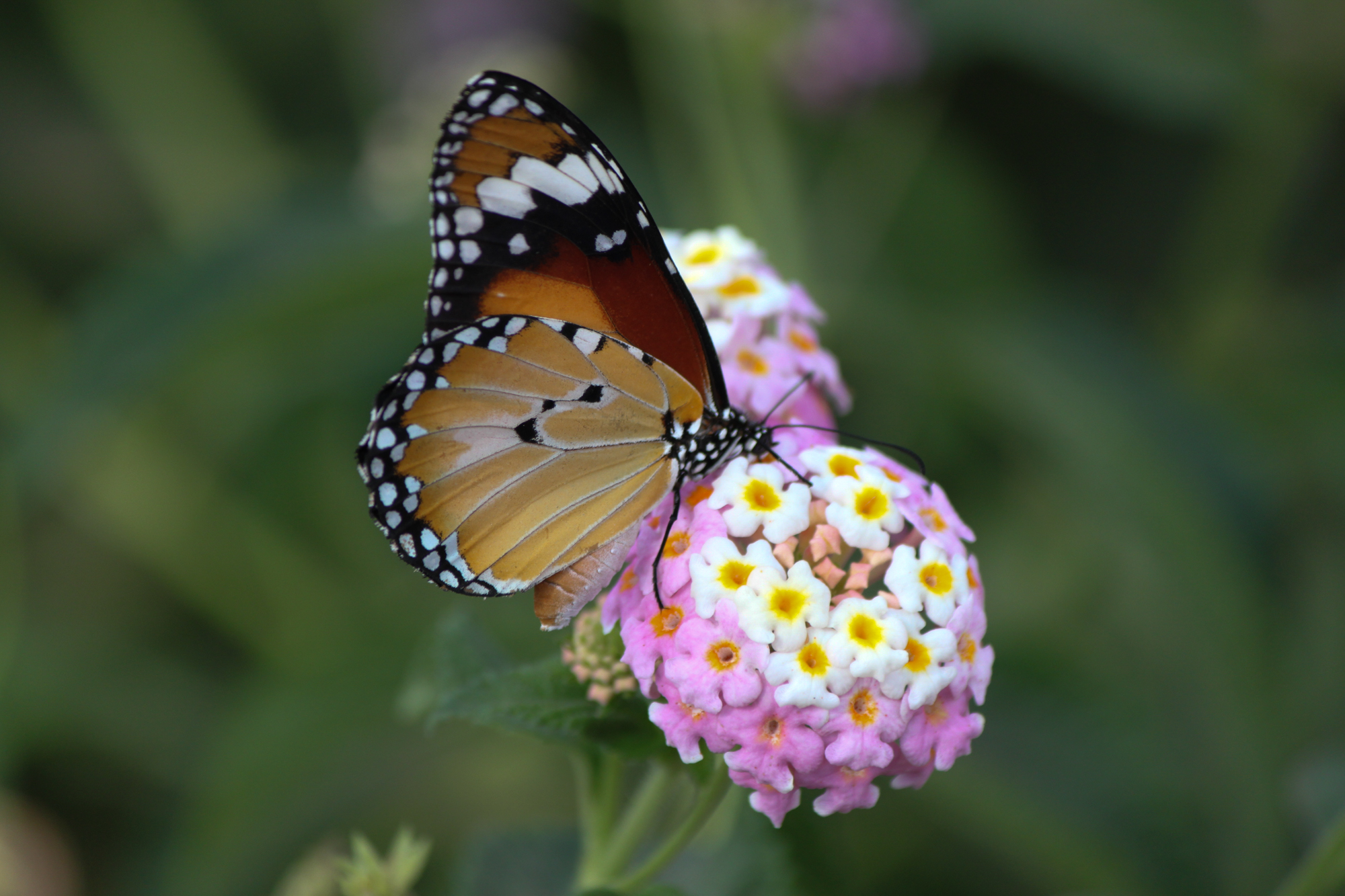 MONARQUE sur  LANTANA   ( Australie)