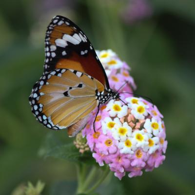 MONARQUE sur  LANTANA   ( Australie)