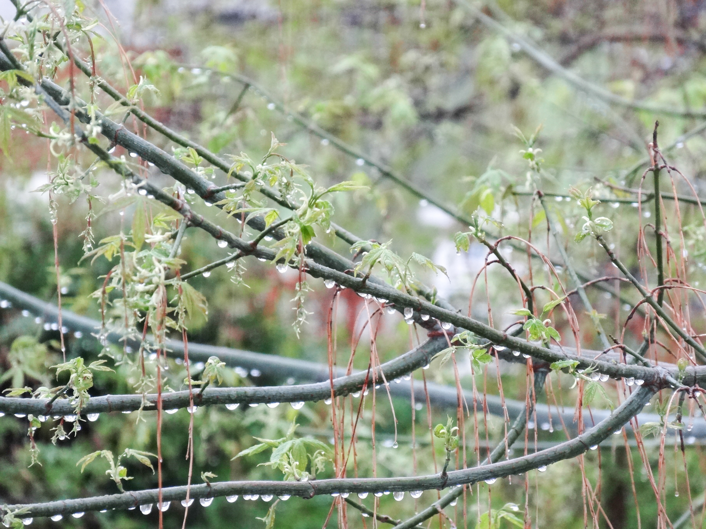 perles de pluie