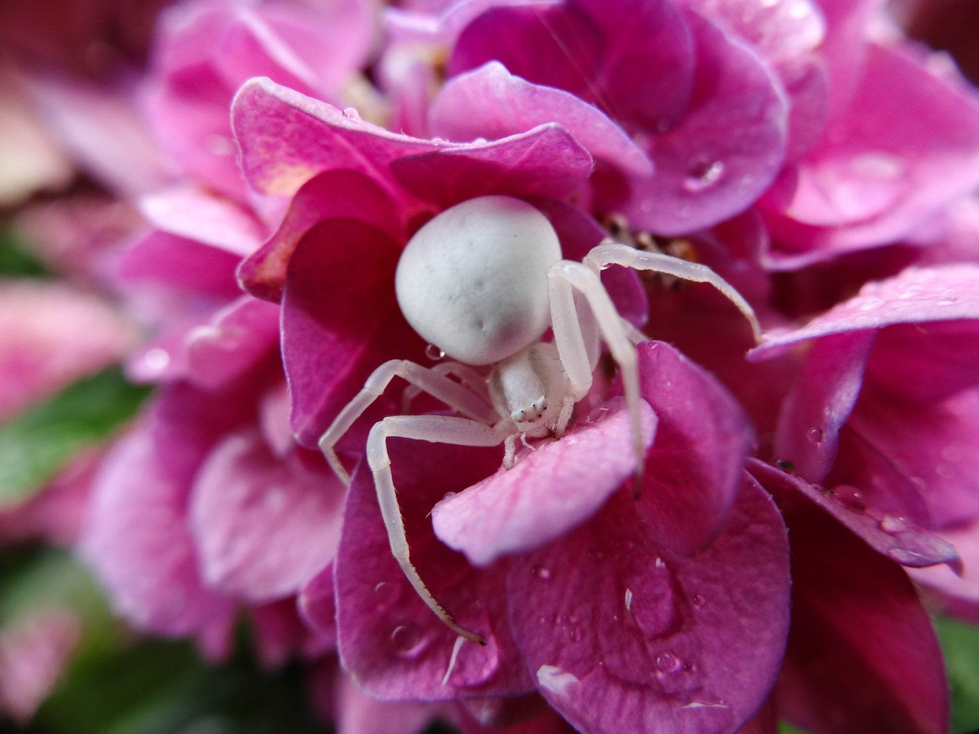 THOMISE femelle ( dite araignée crabe ) sur HORTENSIA