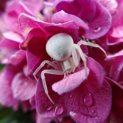 THOMISE femelle ( dite araignée crabe ) sur HORTENSIA