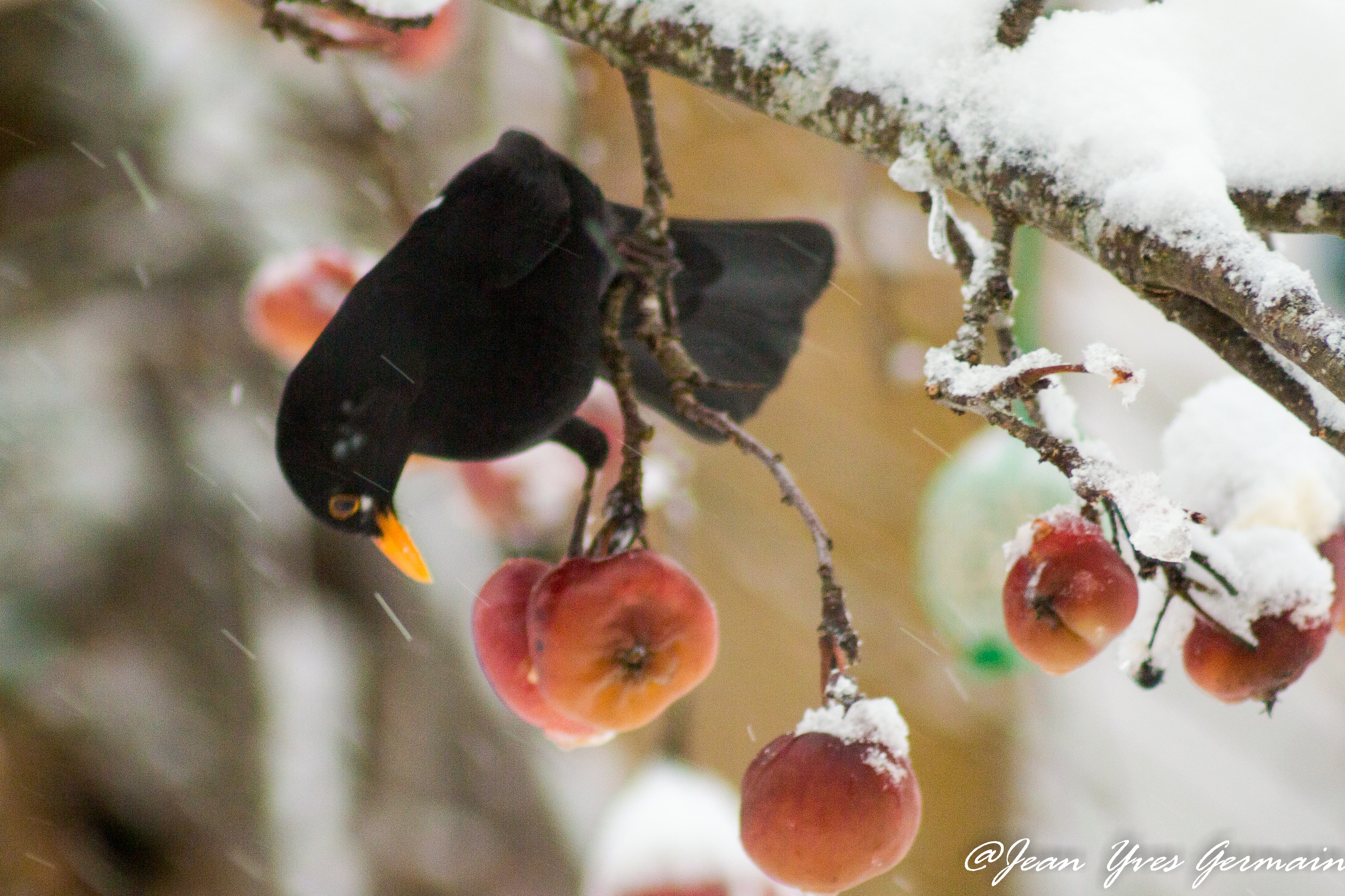 merle sous la neige mangeant des pommes