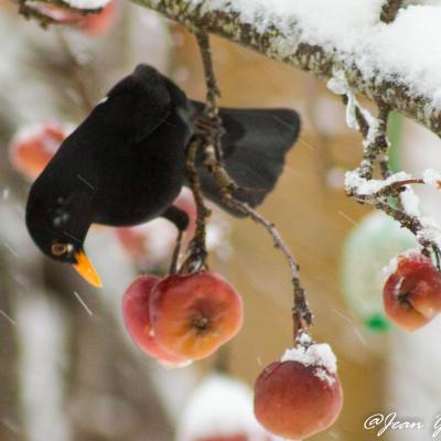 merle sous la neige mangeant des pommes