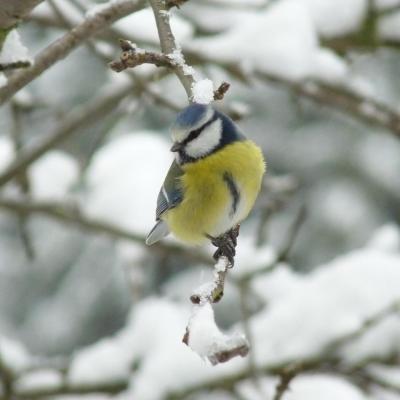 Mésange bleue