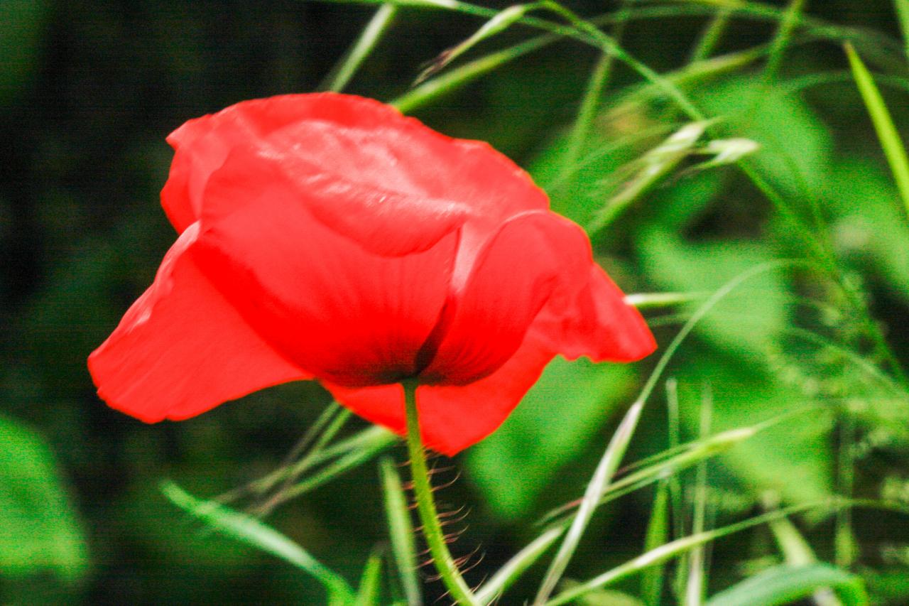 coquelicot