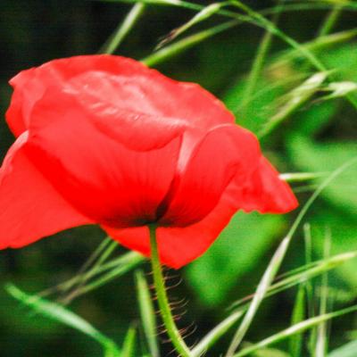 coquelicot