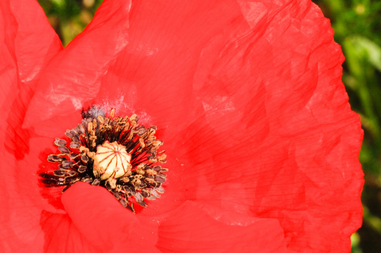 coeur du coquelicot