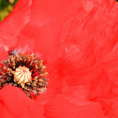 coeur du coquelicot