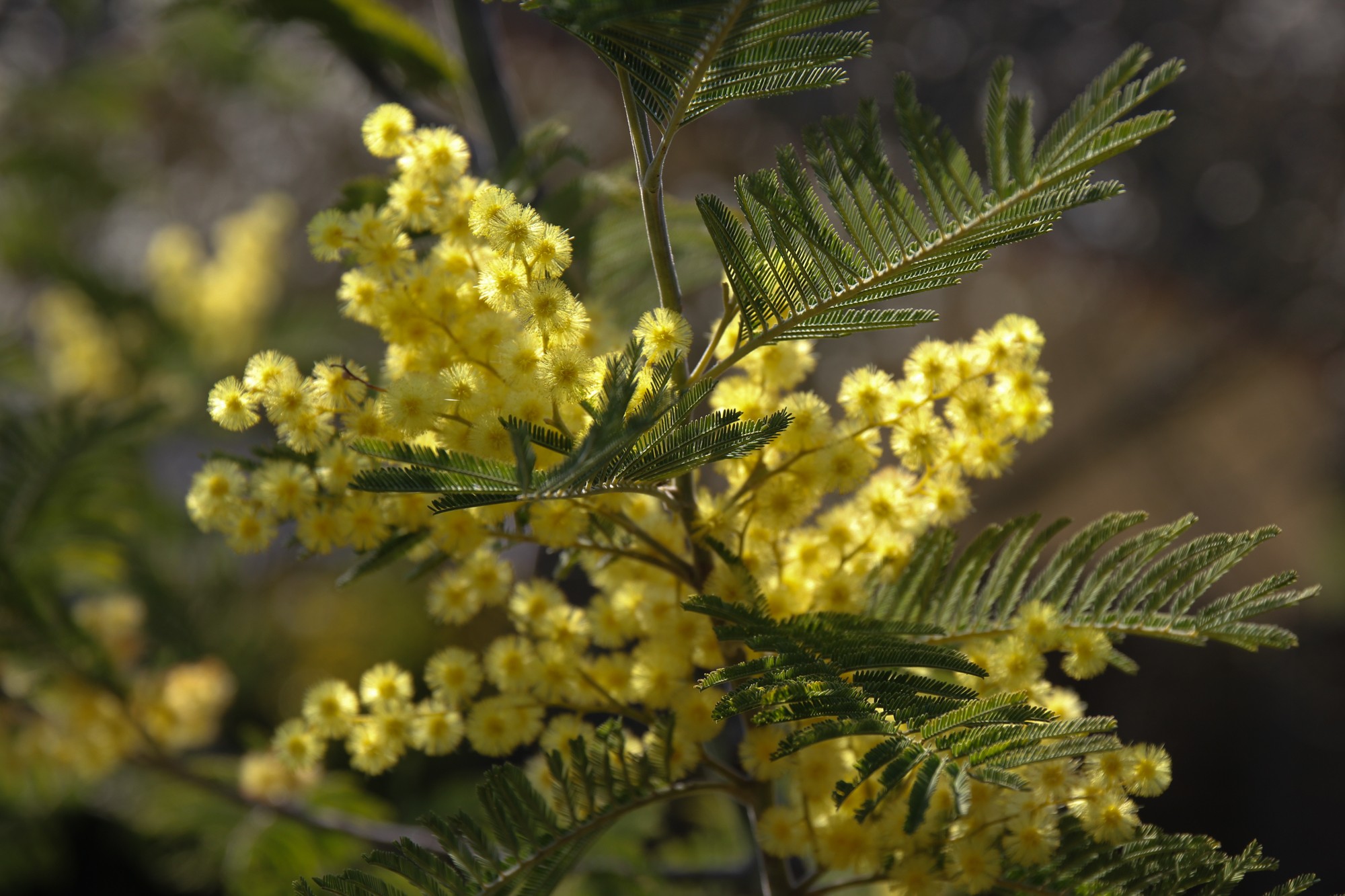 Mimosa