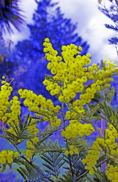 JR Mimosa 2 