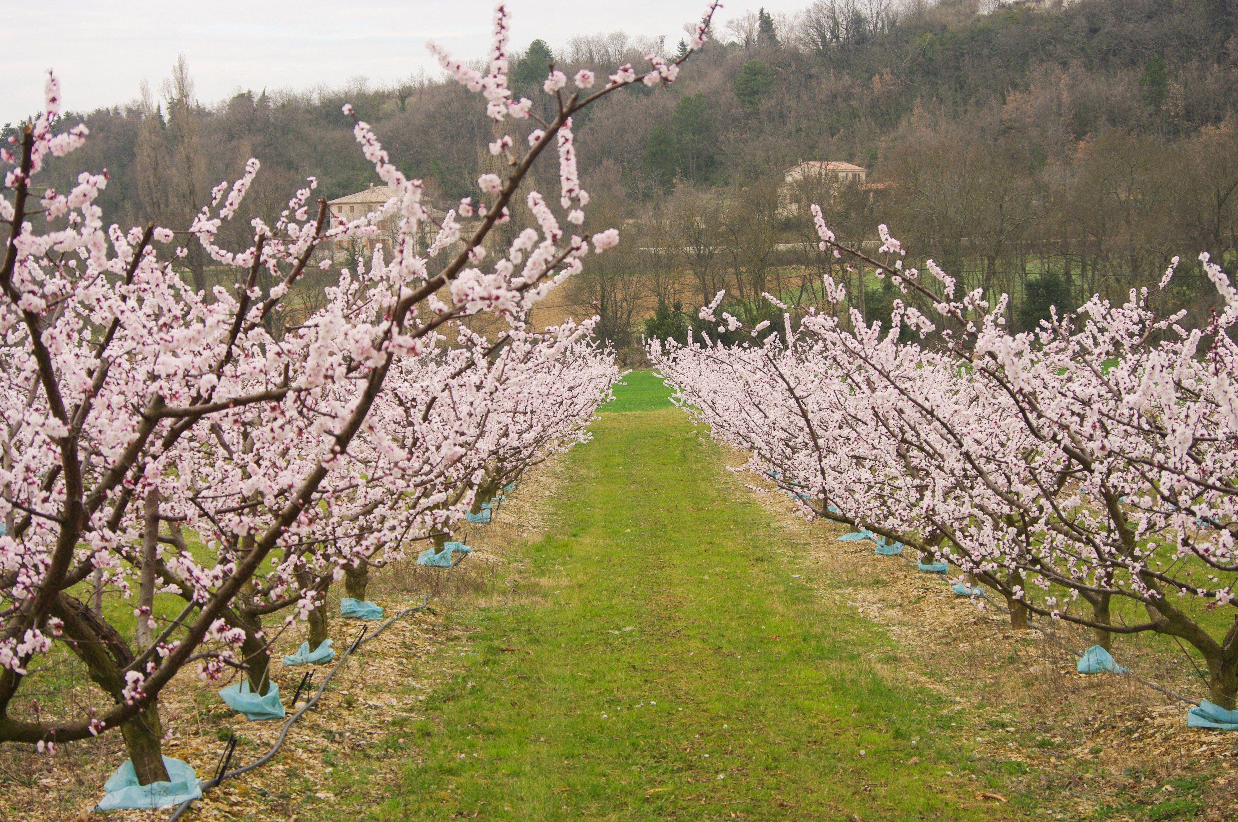 pêchers en fleurs à Mirmande