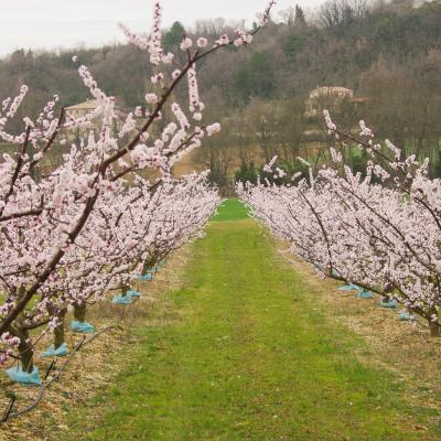 pêchers en fleurs à Mirmande