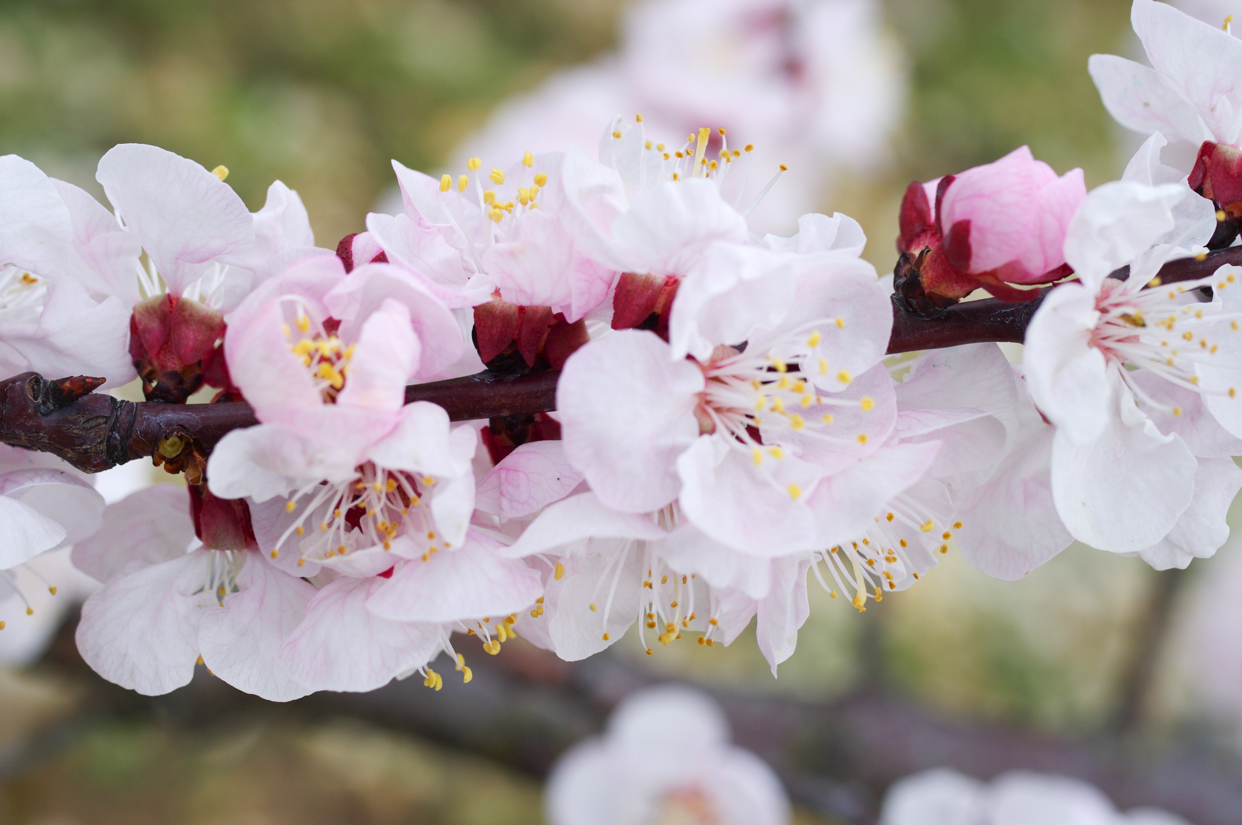 fleurs de pêcher