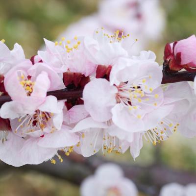 fleurs de pêcher