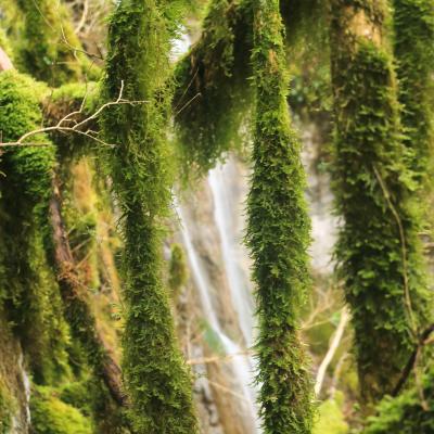 cascade mousse du Rif Bellay Saint julien en vercors