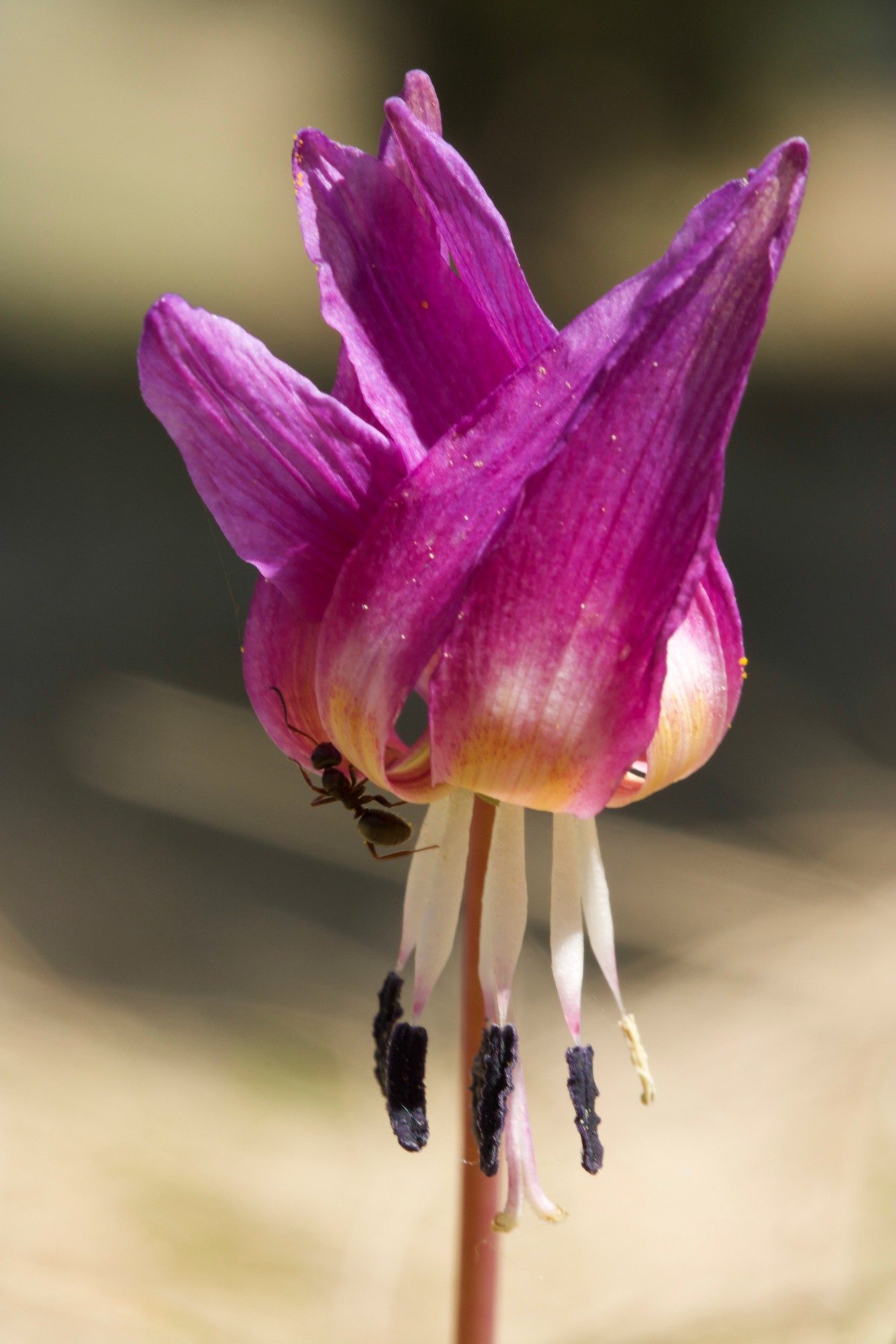 Erythronium dens-canis