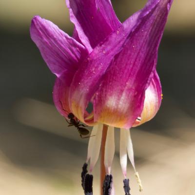 Erythronium dens-canis